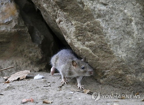 뉴욕시 공원에 사는 쥐. AP=연합뉴스