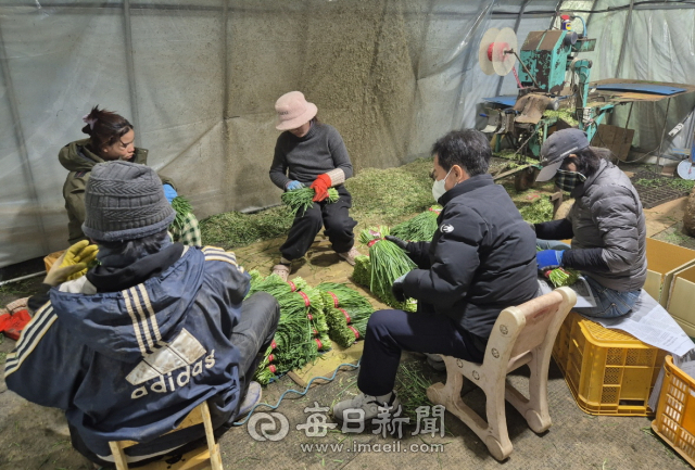 외국인 계절근로자들이 경주지역 부추 농가에서 일을 하고 있늠 모습. 경주시 제공