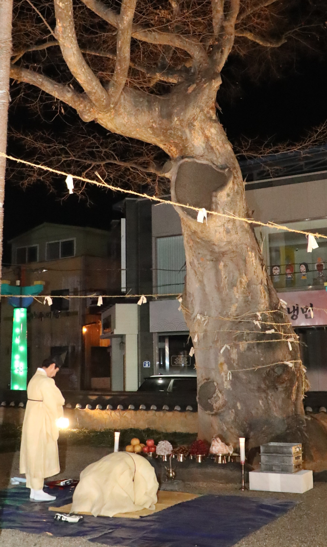 정월 대보름 첫 새벽인 12일 자정, 안동 웅부공원 신목 앞에서 권기창 안동시장이 시민 건강과 안녕을 기원하는 제사를 올렸다. 안동시 제공