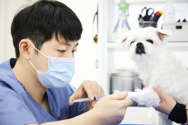 임세평 본동물메디컬 수성점 원장이 강아지를 진료하고 있다. 본돌물메디컬 제공