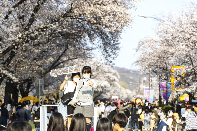 안동 벚꽃축제