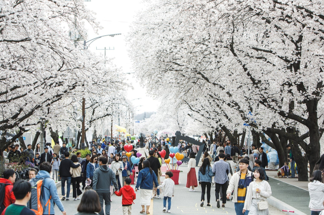 안동 벚꽃축제