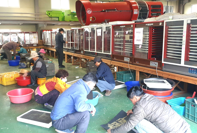 영천시농업기술센터에서 운영하는 과수꽃가루은행의 꽃가루 채취작업 모습. 영천시 제공