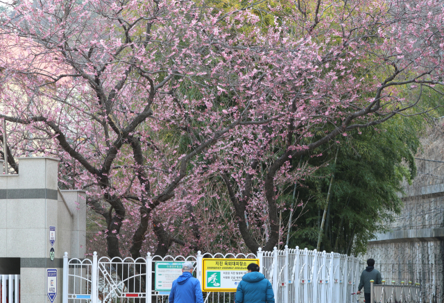 절기상 춘분(春分)을 하루 앞둔 19일 부산 수영구 배화학교 화단에 벚꽃이 꽃망울을 터뜨려 눈길을 끌고 있다. 연합뉴스